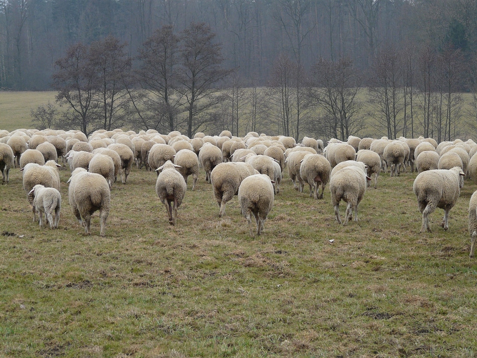 Herd animal pasture animals