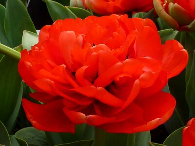 Red tulip miranda flower double photo