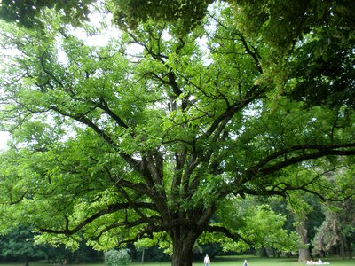 Leaf landscape
