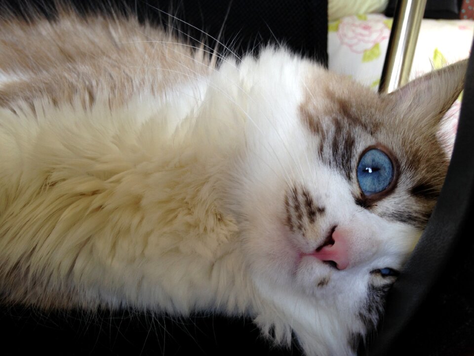 Cute feline pet