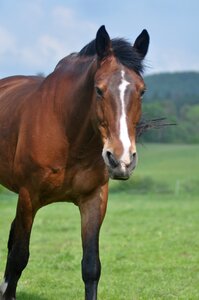 Horse head snout snorkel