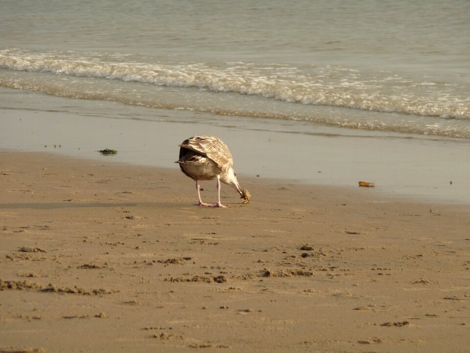 Bird nature water bird