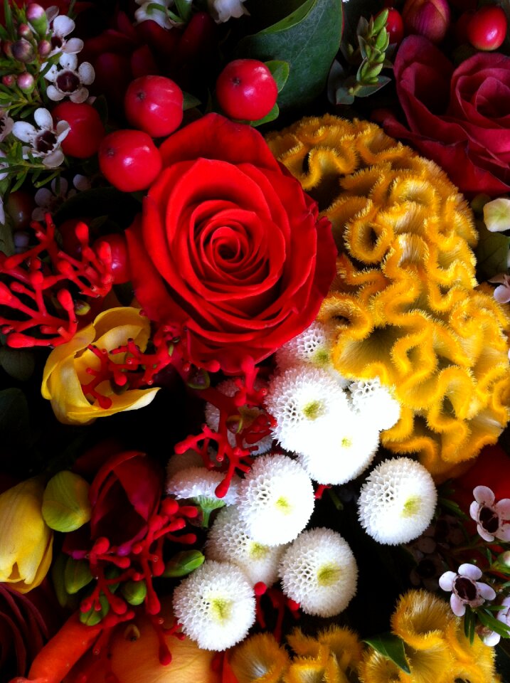 Flower multicolor orange
