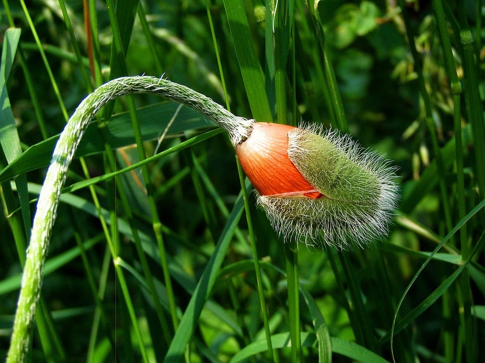 Summer flower orange