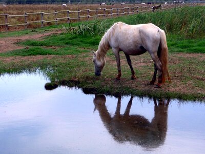 White animal reflection