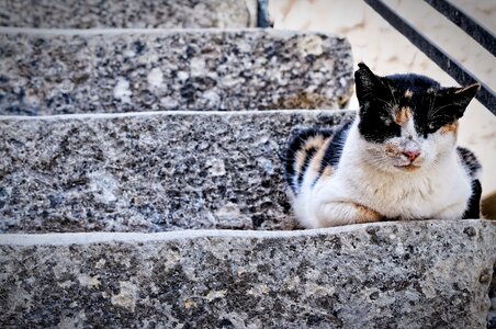Cat animal stairs