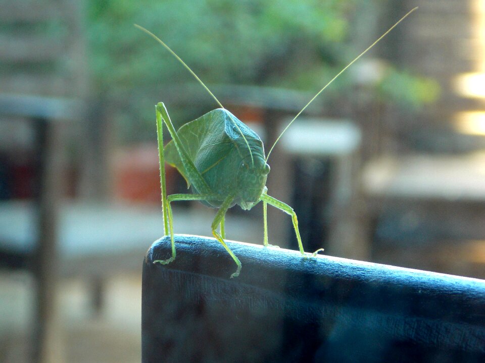 Insect nature green photo