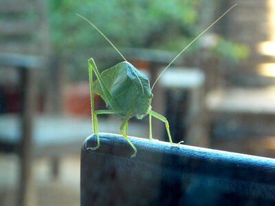 Insect nature green