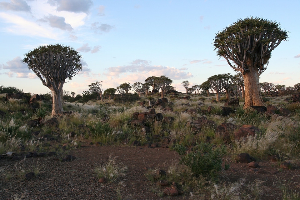 Namibia desert africa