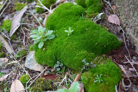 Moss plant natural