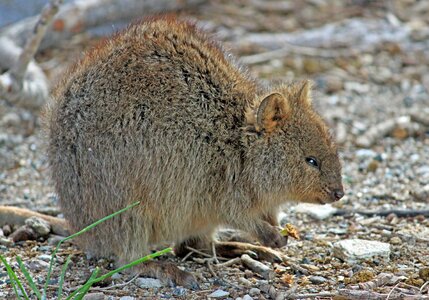 West australia rottnest island marsupial species