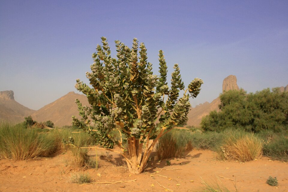 Sahara desert tropical vegetation