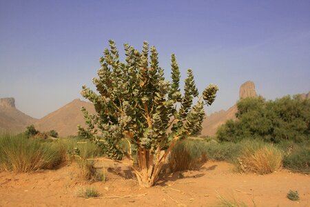 Sahara desert tropical vegetation photo
