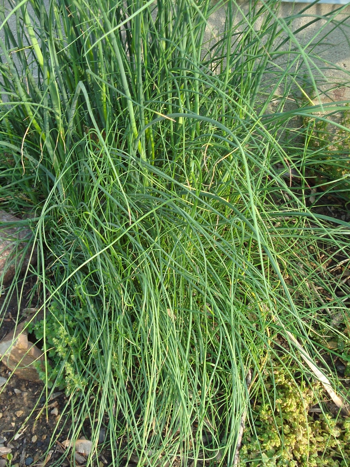 Plant natural botanical