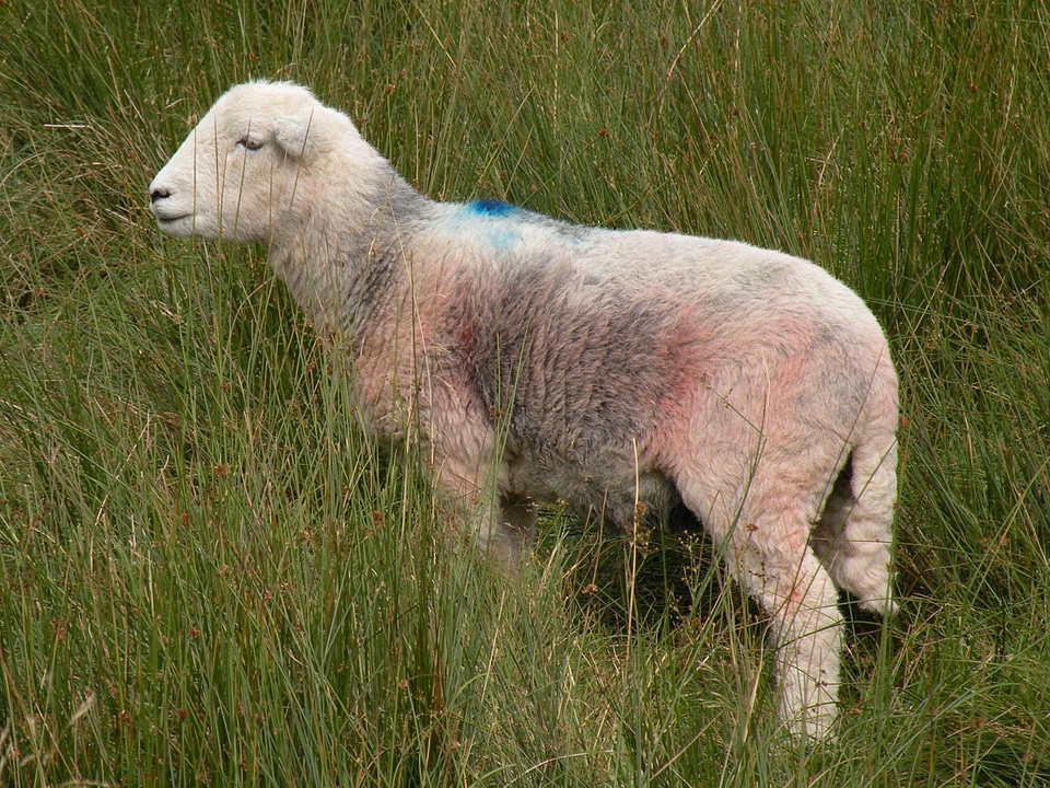 Meadow grass livestock photo