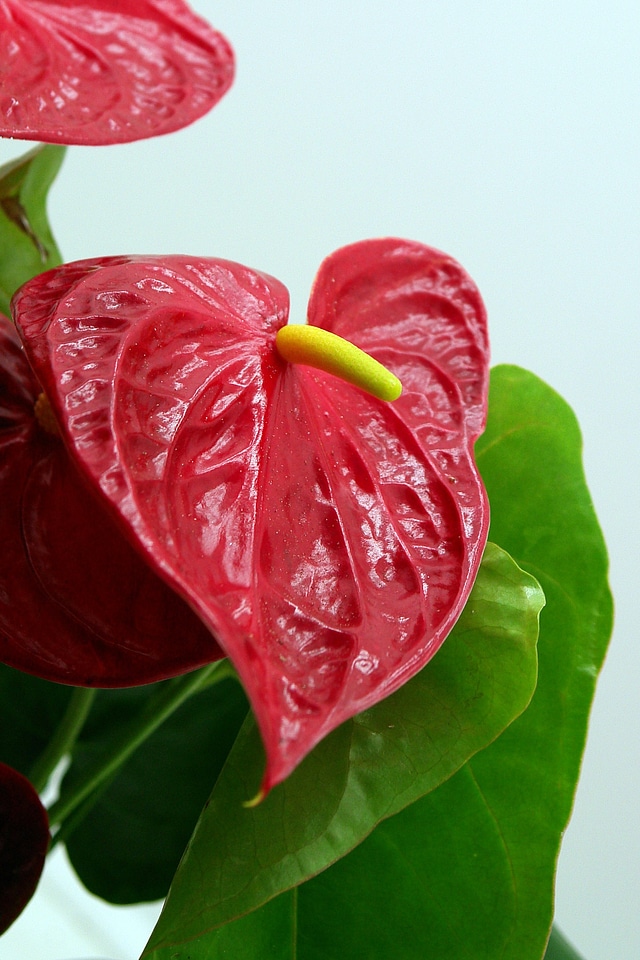 Anthurium andreaum flamingo flower anthurium