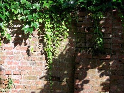 Creeper ivy bricks photo