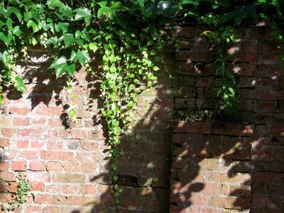 Creeper ivy bricks