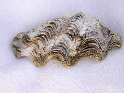 Shell oyster seashell