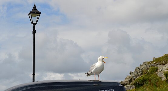 Lamp post st ives calling photo