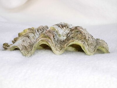 Shell oyster seashell