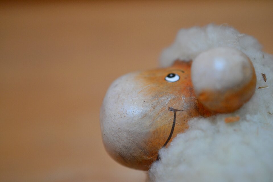 Head sheep face schäfchen