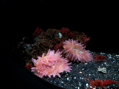 Jellyfish anemones sea