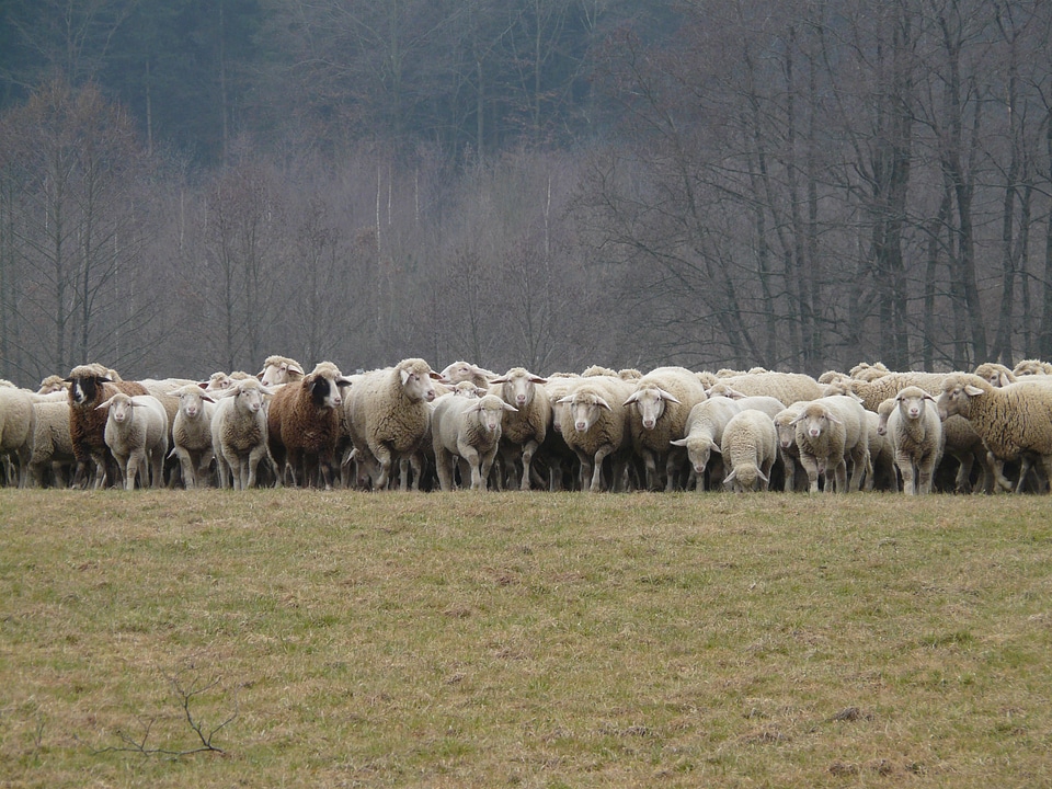 Herd animal pasture animals