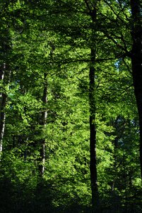 Nature high mountains trees photo