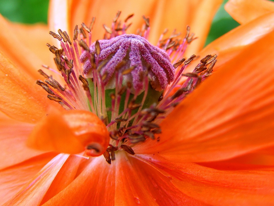 Summer flower orange