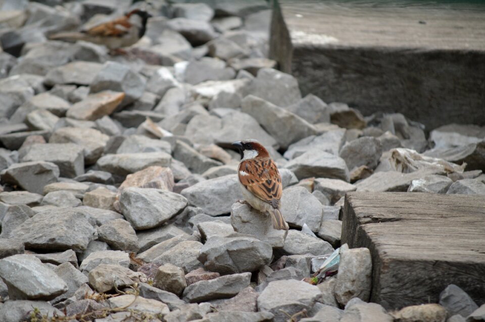 Animals stone