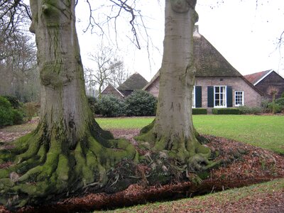 Trees roots landscape