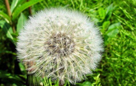 Nature plant spring photo