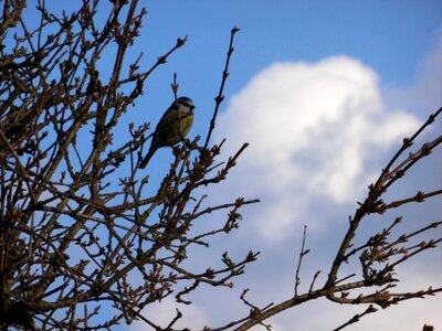 Sky cloud blue tit