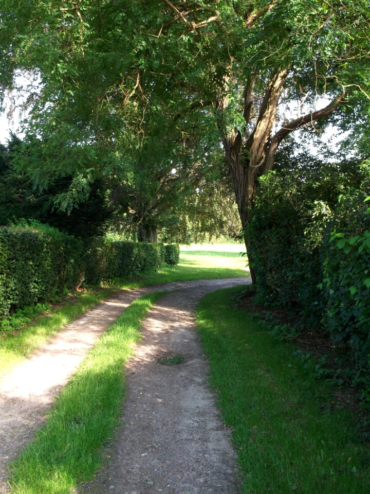 Bushes shrubs migratory path