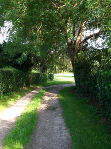 Bushes shrubs migratory path photo