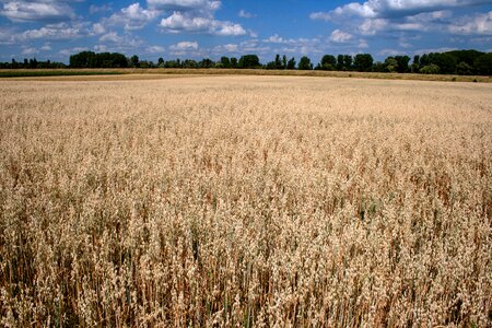 Cereals field summer sky