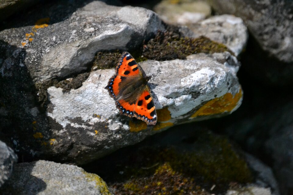 Insect natural stone