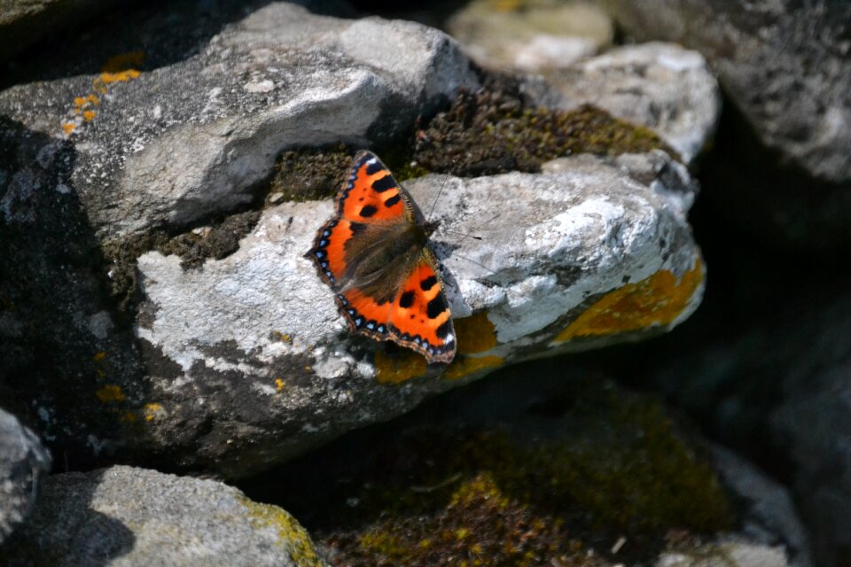 Insect natural stone photo