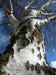 Sky blue log photo