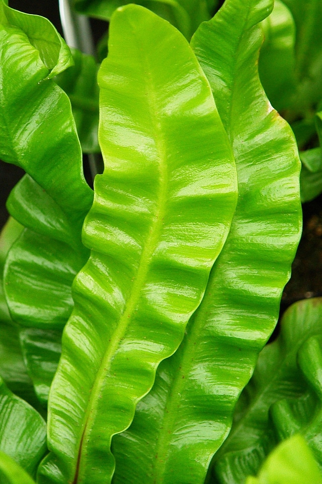 Asplenium fern plant