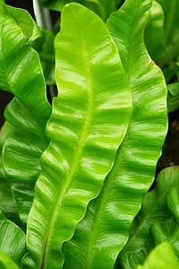 Asplenium fern plant