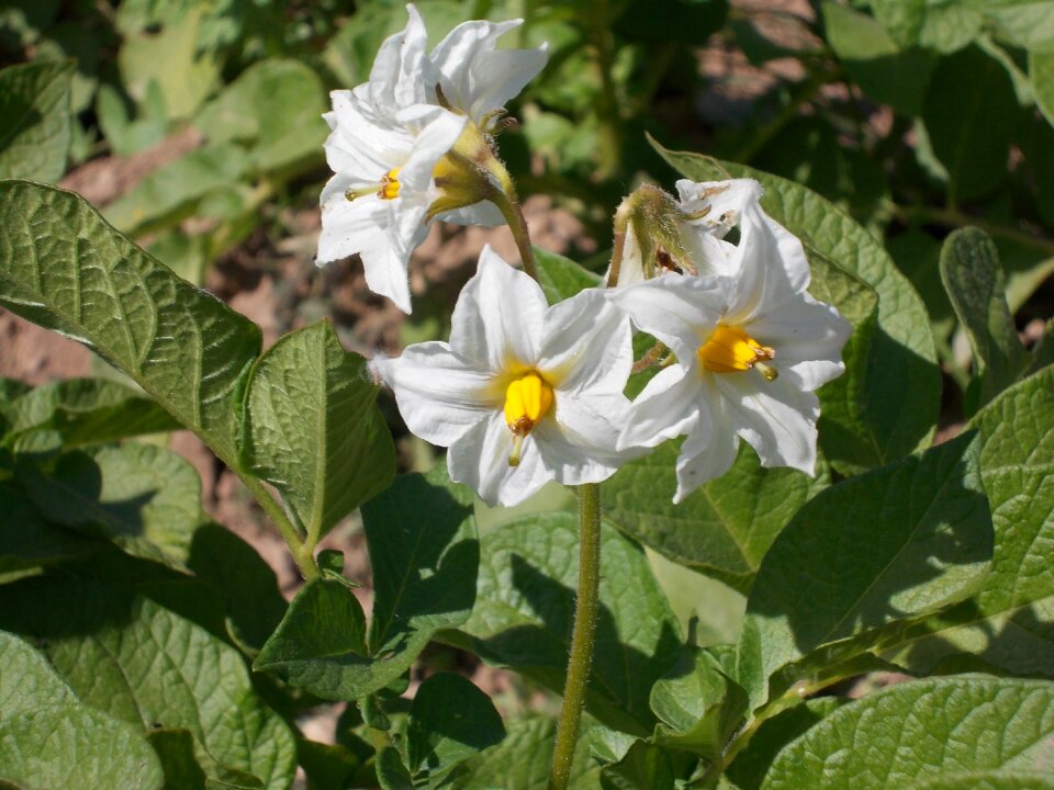 Field flowers cominera flower