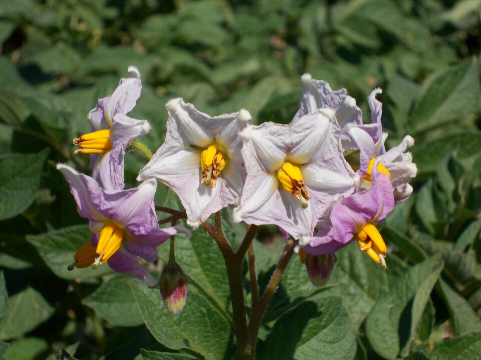 Field flowers cominera flower