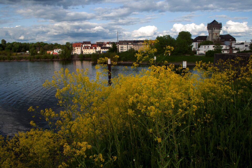 Old rhine rhine mannheim