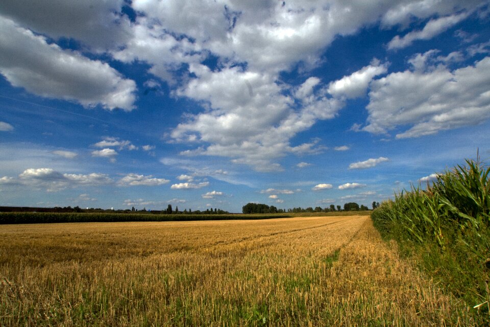 Cereals field summer sky