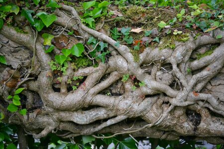 Creeper botany pattern