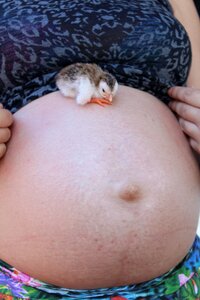Pregnancy chick boy