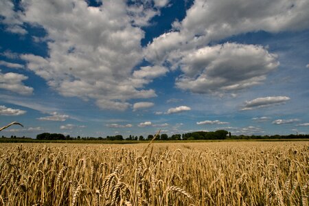 Cereals field summer sky