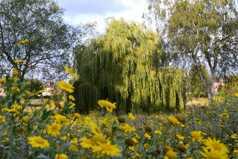 Landscape summer tree